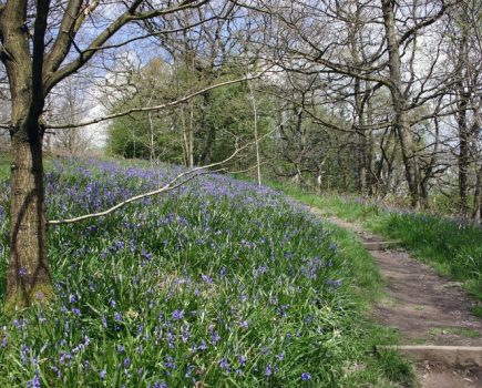 RSPB Shares Best Bluebell Walks for National Walking Month