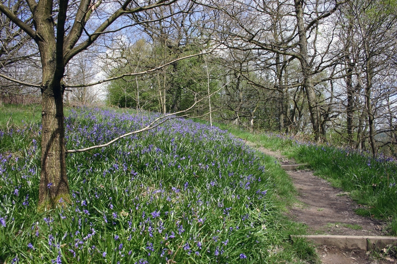 RSPB Shares Best Bluebell Walks for National Walking Month