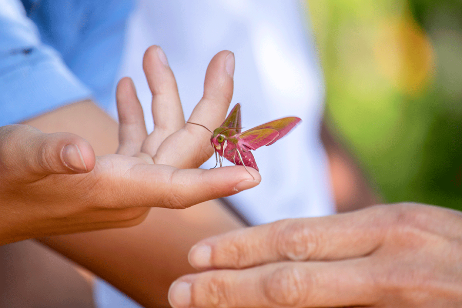 Seven Ways For Little Ones To Go Wild This Summer Holidays