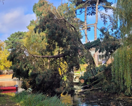 Giant tree craned from Leicestershire canal