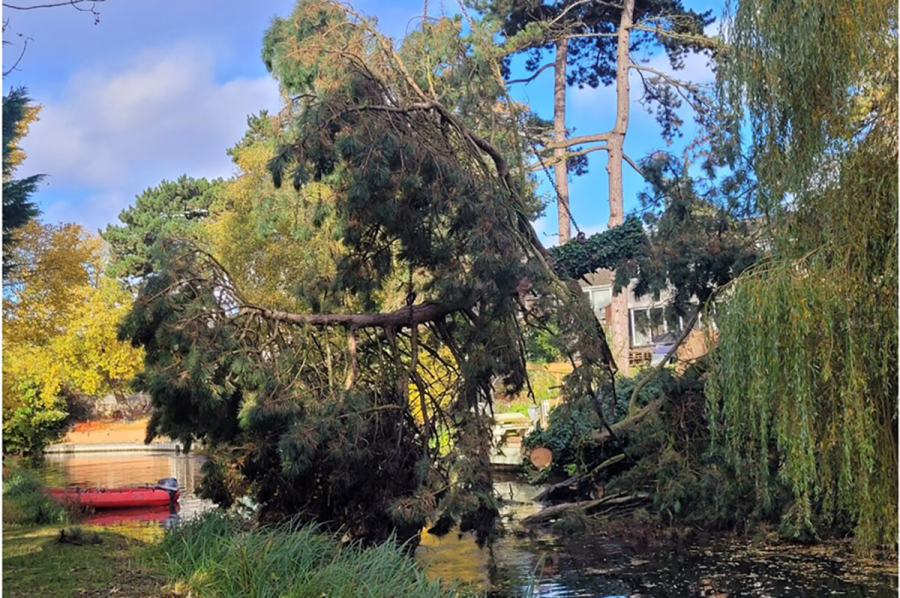 Giant tree craned from Leicestershire canal