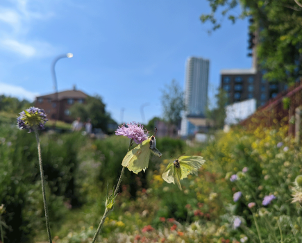 Boost Garden Butterfly Numbers by up to 93% with One Simple Step, New Study Reveals