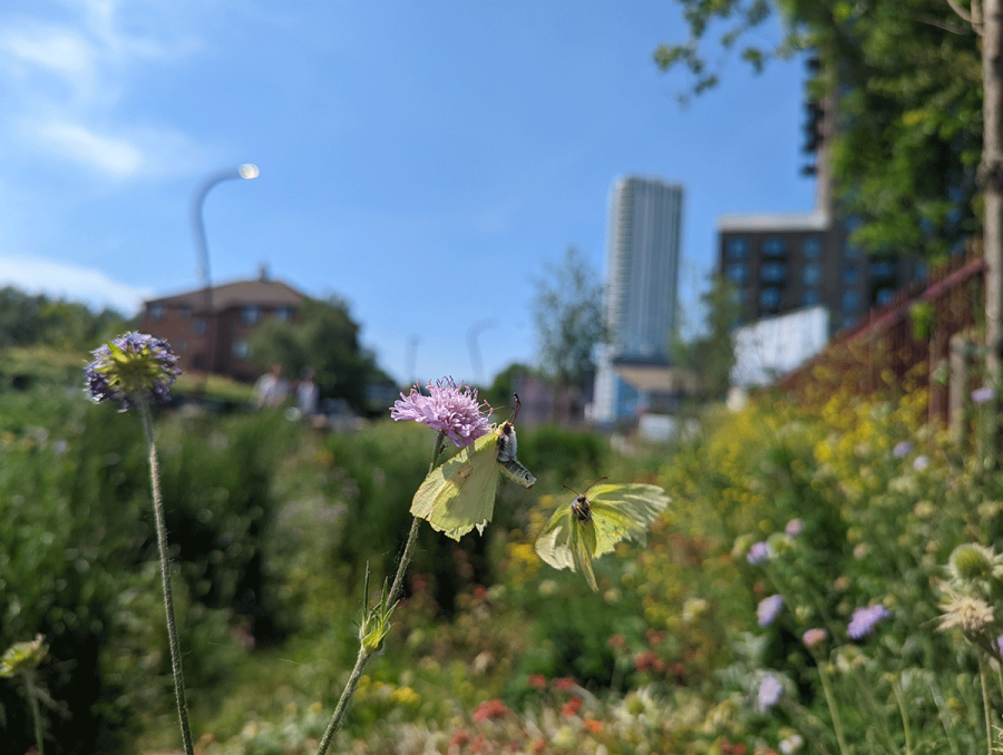 Boost Garden Butterfly Numbers by up to 93% with One Simple Step, New Study Reveals