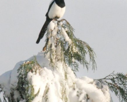 Waterside wildlife: winter is for magpies