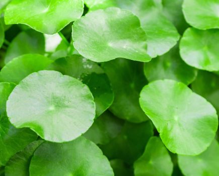 Keep an eye out for Floating Pennywort this winter