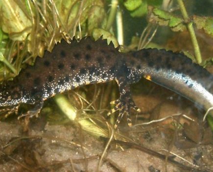 Rare newts discovered by G&S