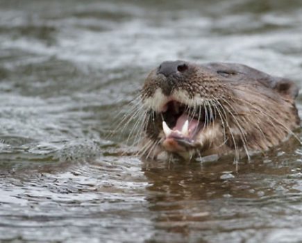 Birmingham’s canals in need of volunteer otter spotters