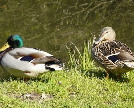 Wildlife on the waterside: mallards in autumn