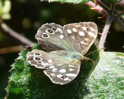 Wildlife on the waterside: butterflies