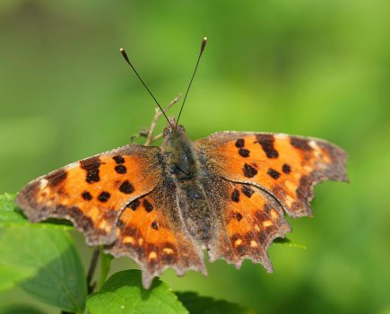 The UK wildlife to look out for this summer