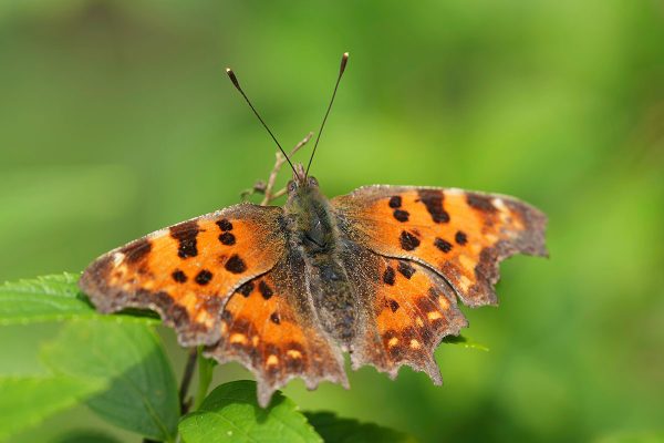 The UK wildlife to look out for this summer