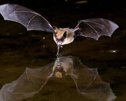 8 bat species to look out for on British waterways